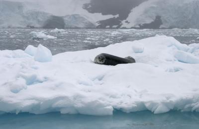 Seal on Iceberg 9043
