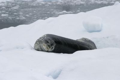 Seal on Iceberg 9044