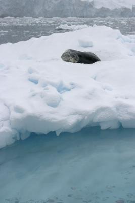 Seal on Iceberg 9045