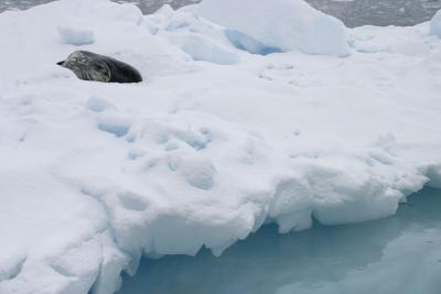 Seal on Iceberg 9046