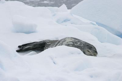 Seal on Iceberg 9050