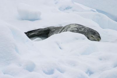 Seal on Iceberg 9051