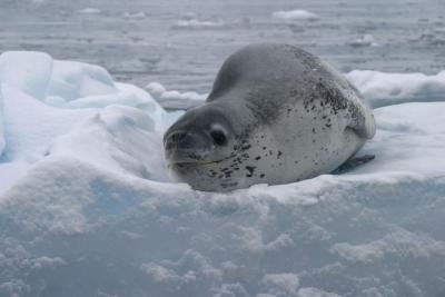 Leopard Seal 9087