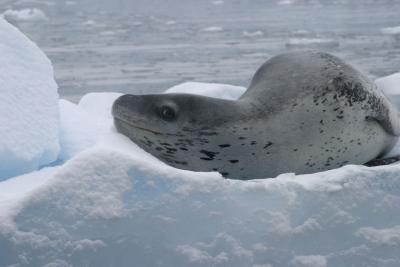 Leopard Seal 9088