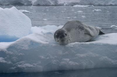 Leopard Seal 9089