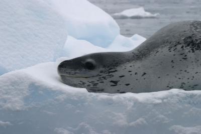 Leopard Seal 9090