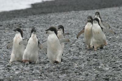 Stampeding Penguins 9802