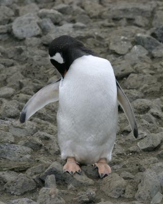 Gentoo Penguin 9831