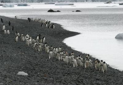 Stampeding Penguins 9879