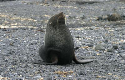 Fur Seal 9904