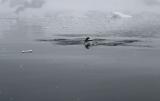 Porpoising Penguins 8880