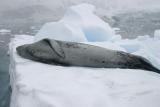 Leopard Seal 9082