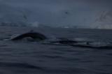 Humpback Whales 7524