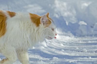 Chiarus snow licking tongue.jpg