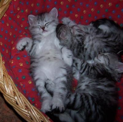 6 weeks and Dosifeij is enjoying a good sleep...