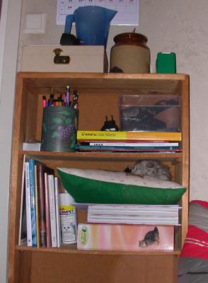 Find the hidden kitten!