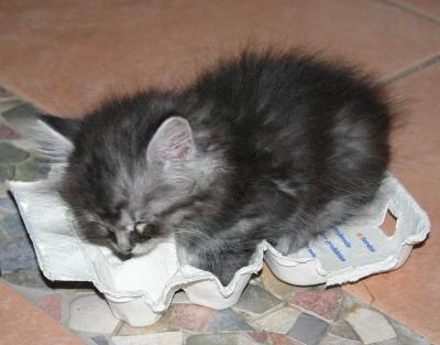 Fragile stuff in egg box
