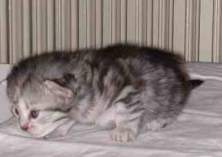 Devochka  2 weeks old 28 nov