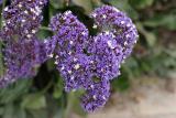 IMG_0006.jpg