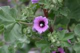 IMG_0019.jpg