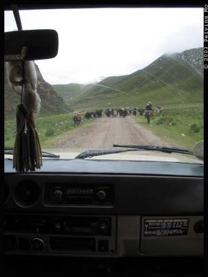 Road sharing with yaks