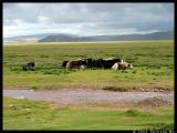 Domesticated yaks