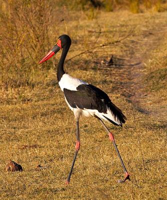 linyanti wildlife reserve