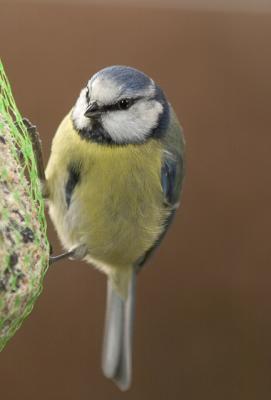 2nd March 05 Blue Tit