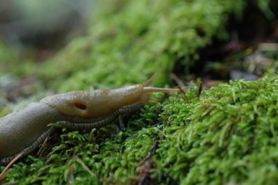 u36/fallingwater/medium/39533593.BananaSlug.jpg