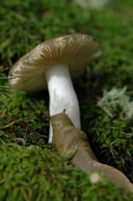 Schroom & Slug