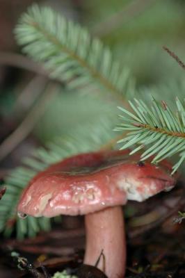 mushrooms_and_fungus