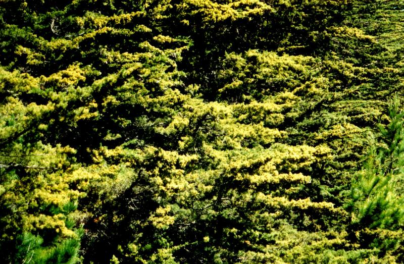 high contrast cypress, 2004