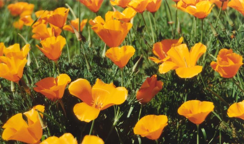 poppies hwy 1