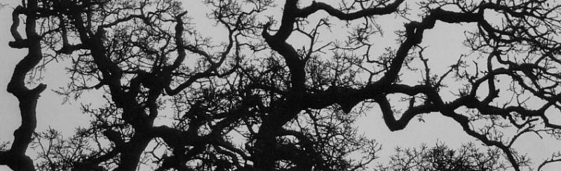 oak in winter, norcal, 2003