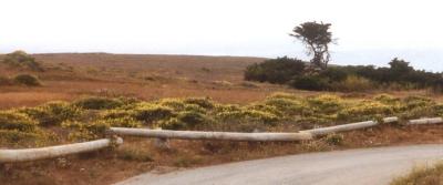 moorsroadtree, bodega dunes,2002