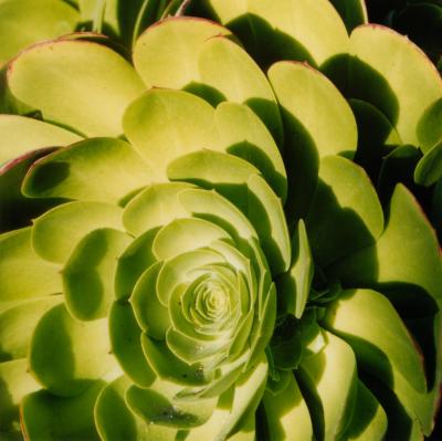 u36/fibonacci/medium/34479719.succulentgardeninmonterey2004.jpg