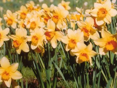 u36/fibonacci/medium/34480098.daffodilsnorcal2003.jpg