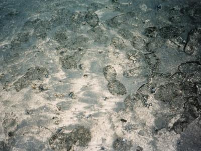 footprints,coronado, socal, 1998