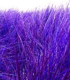 moorsgrass, bodega bay, 2002