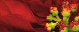 plum poinsettia