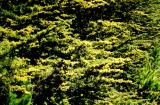 high contrast cypress, 2004
