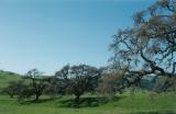row of trees 2004