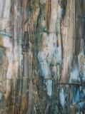 petrified wood, norcal, 2003