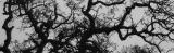 oak in winter, norcal, 2003