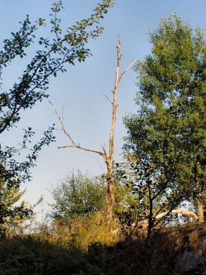 ddt tr dead tree.jpg