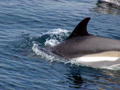 Atlantic White-sided Dolphin