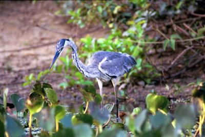 u36/fleeting_images/medium/24606268.Egret02.jpg