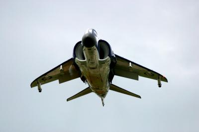 Harrier_2822.jpg