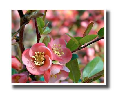 Flower_01.jpg