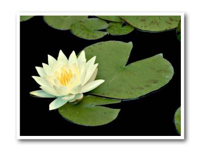 Flower_02.jpg